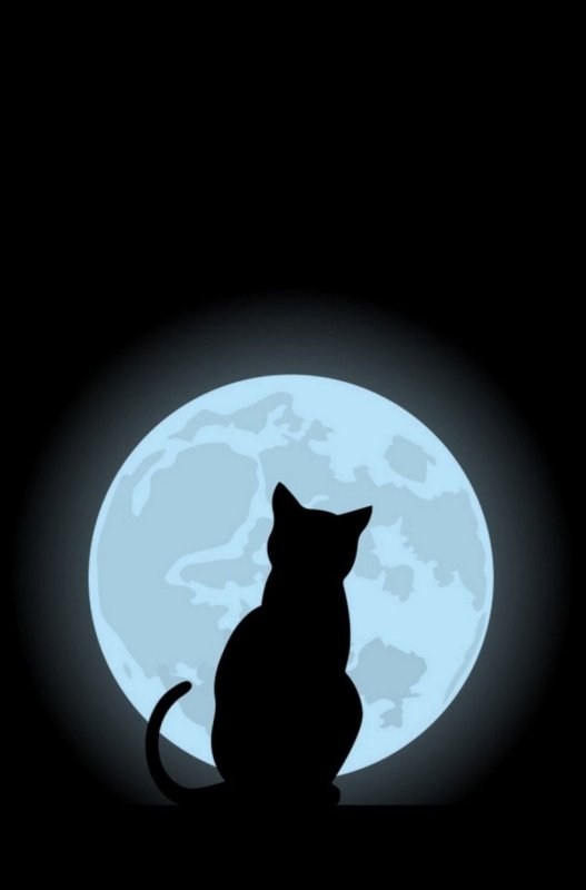 Силуэт кота на окне