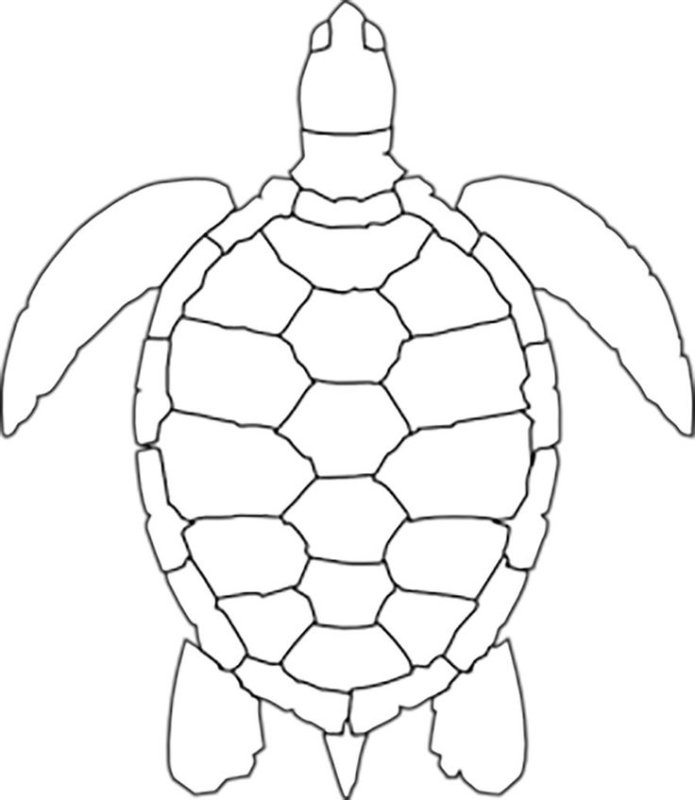 Черепаха рисунок