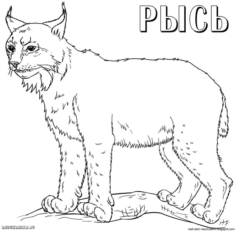 Рысь раскраска для детей