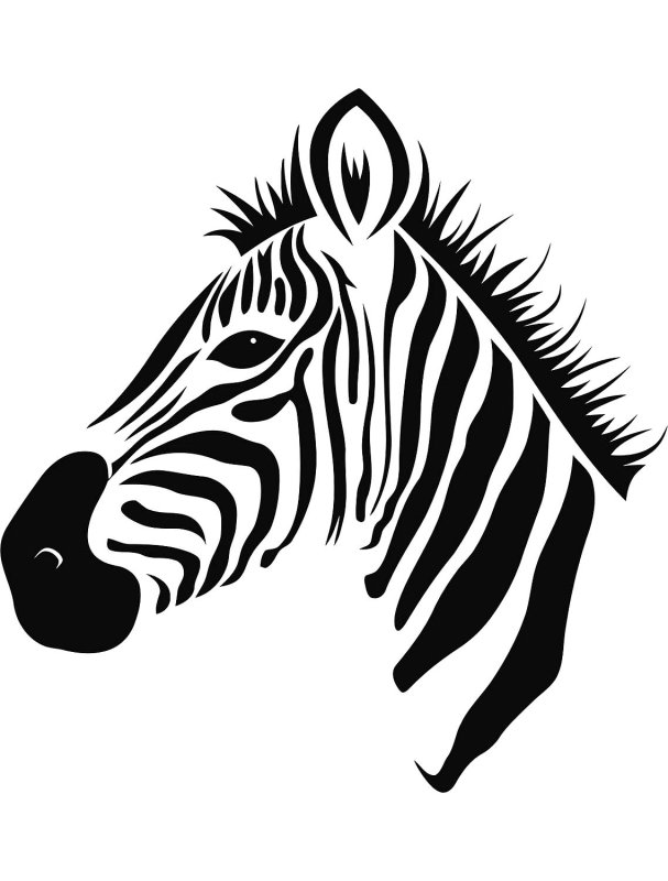 Голова зебры
