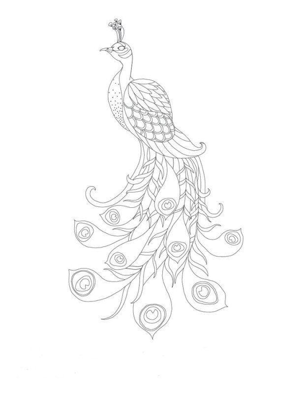 Трафарет павлина для рисования