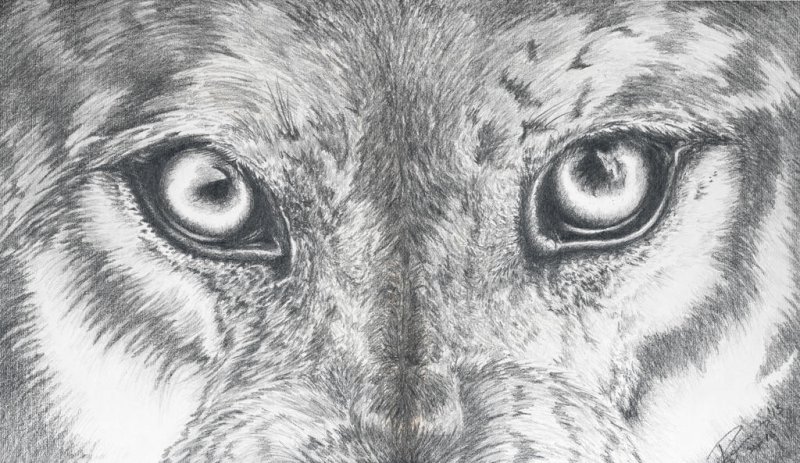 Волчьи глаза