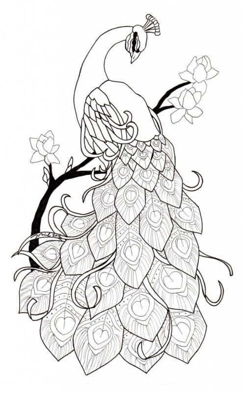 Павлин. Раскраска