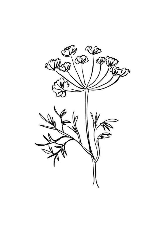 Укроп раскраска