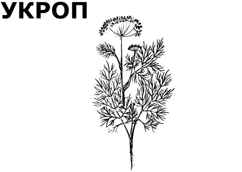 Картинка раскраска укроп