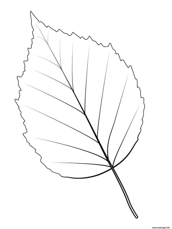 Листья раскраска