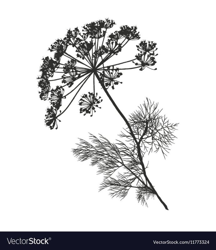 Борщевик и укроп