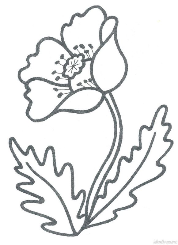 Мак цветок раскраска для детей