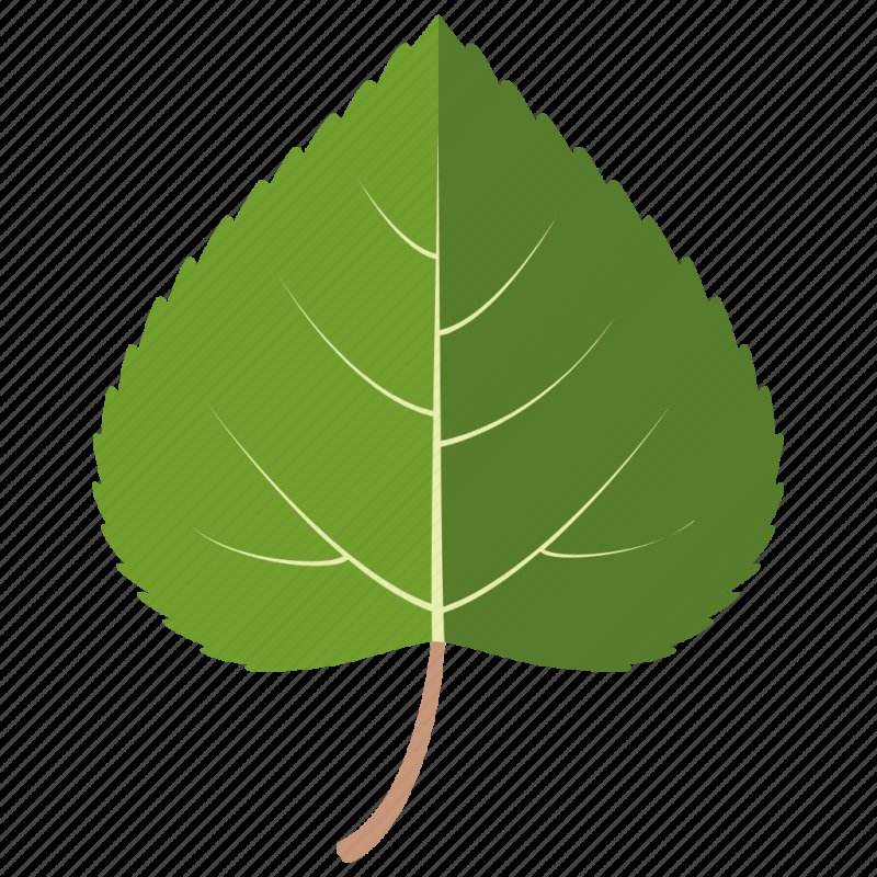 Лист липы вектор