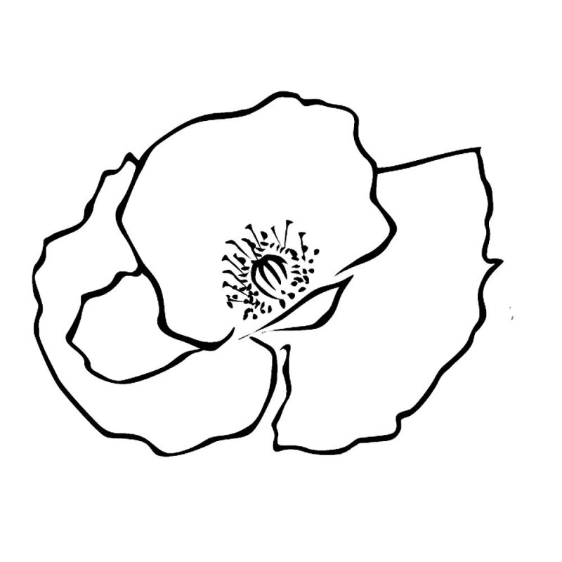 Раскраска Мак цветок