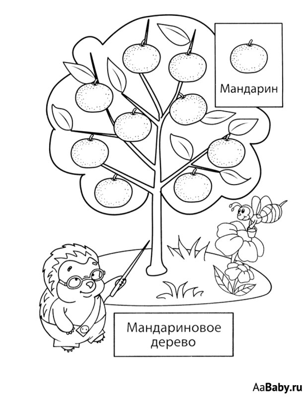 Плодовые деревья раскраска для детей