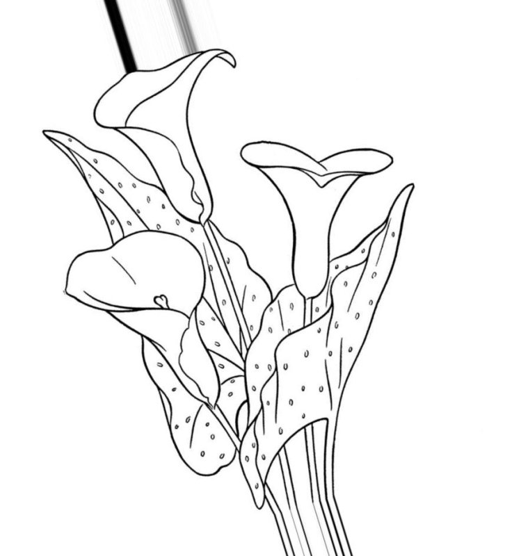 Трафарет каллы