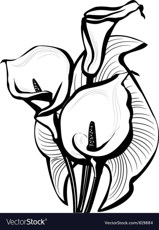 Стилизация каллы