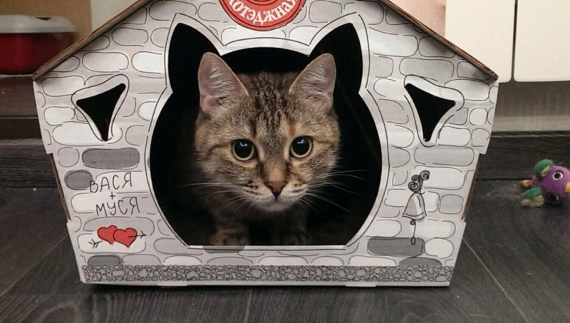 Креативные домики для кошек