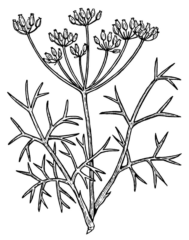 Фенхель обыкновенный