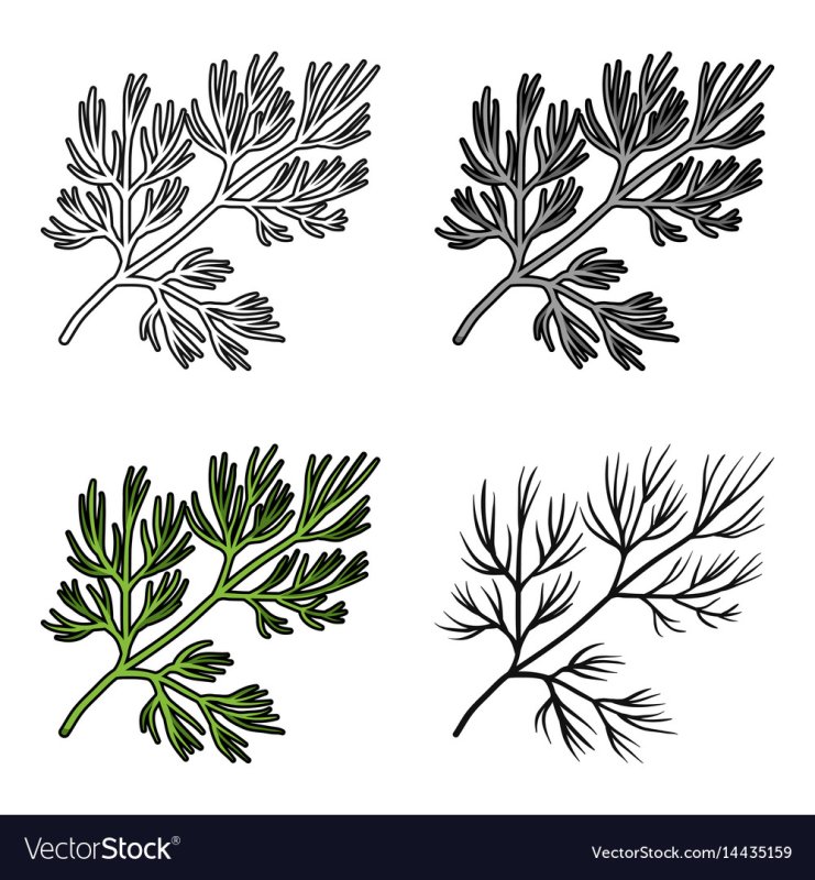 Вектор кинза укроп