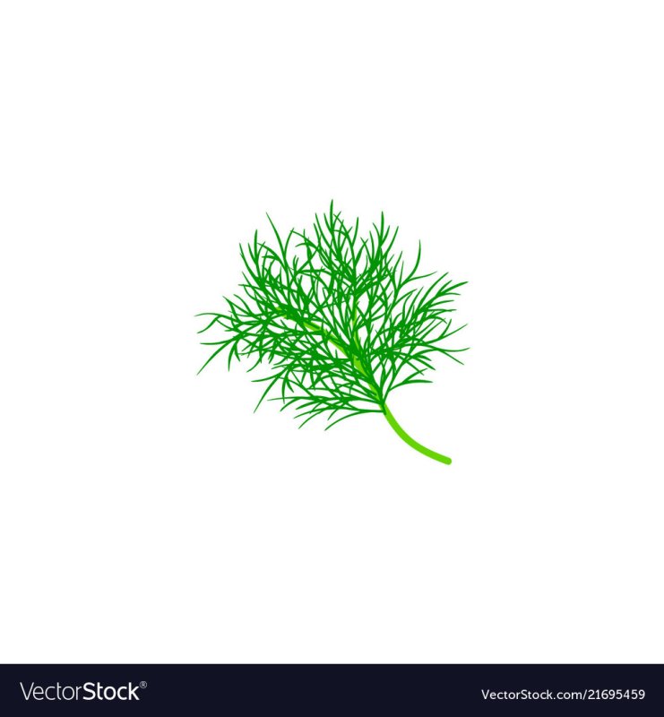 Нарисовать укроп