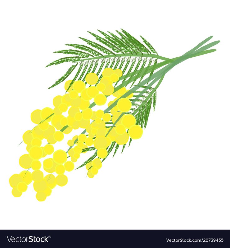 Рисование веточка мимозы