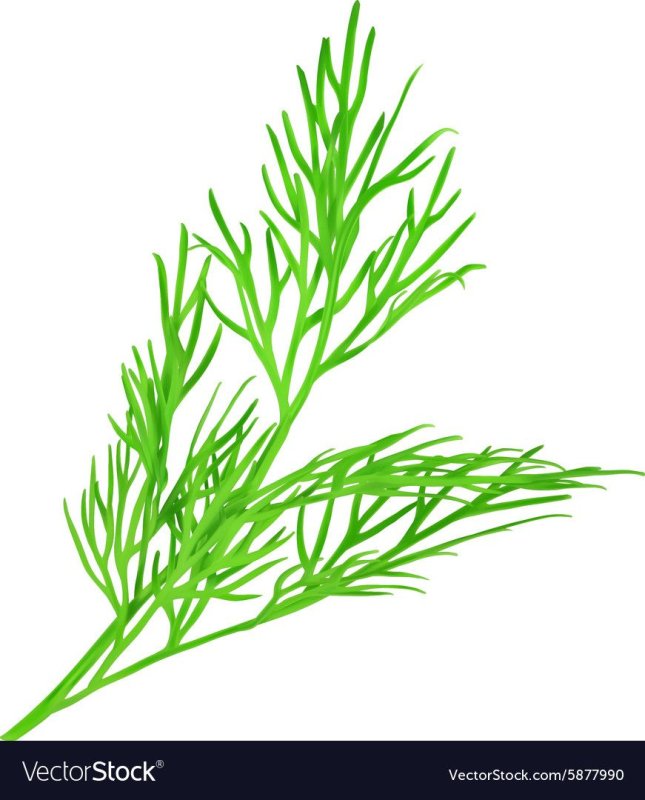 Укроп рисунок для детей