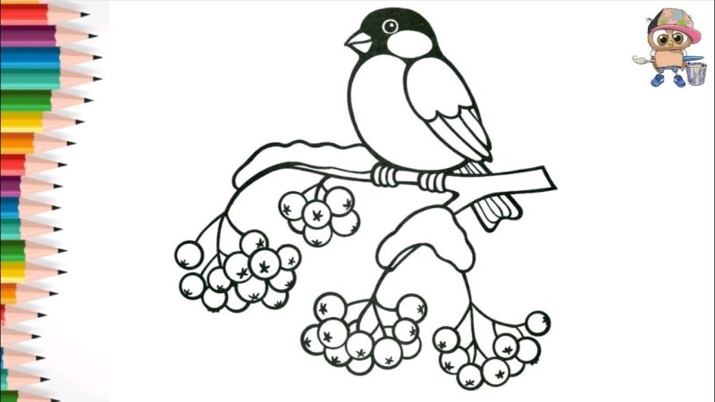 Снегирь рисунок для раскрашивания