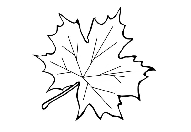 Лист клена контур