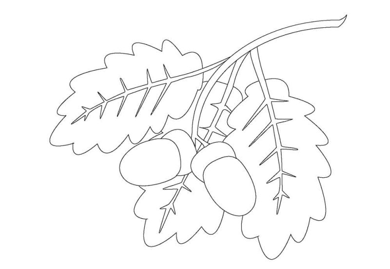 Листья раскраска