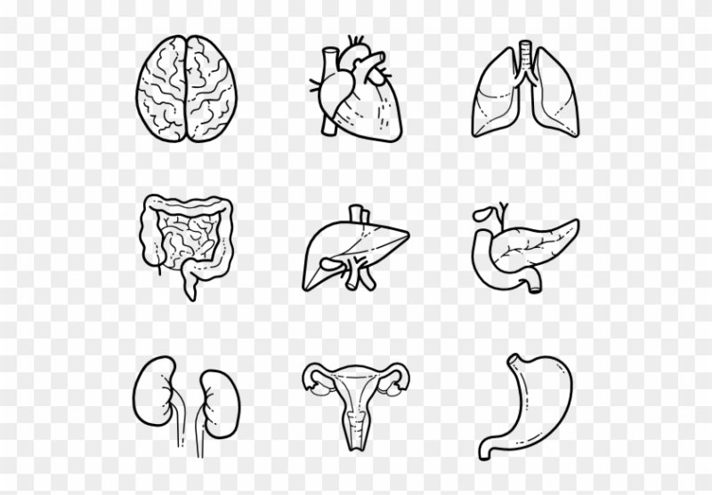Внутренние органы человека раскраска