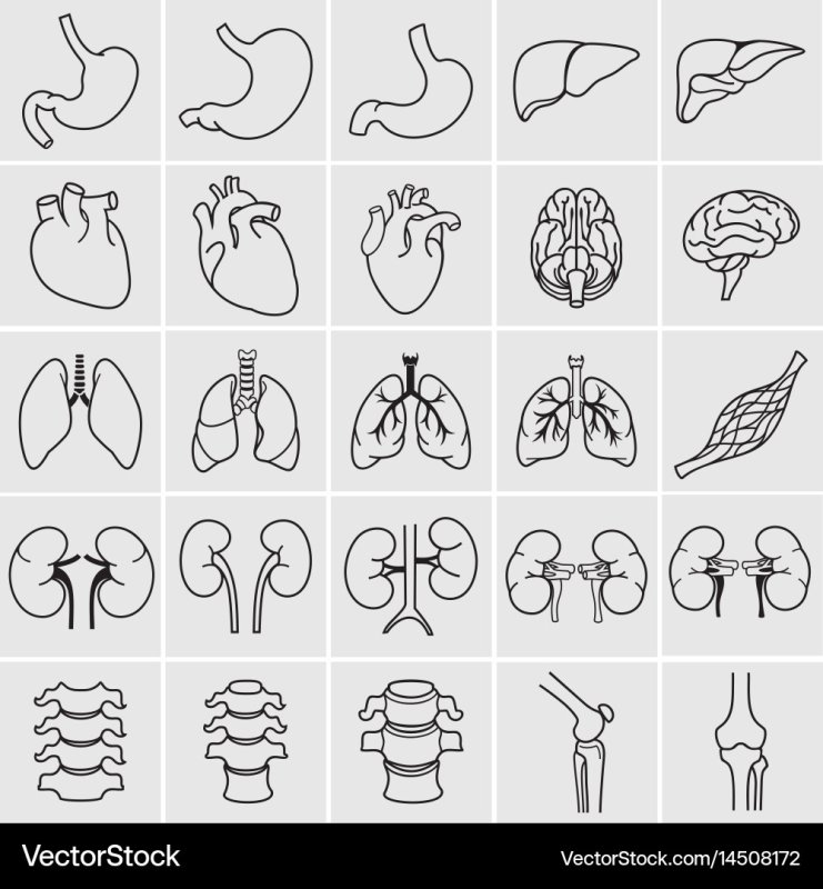 Трафареты органов человека для детей