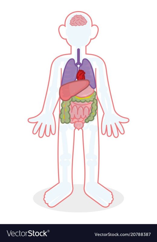 Органы человека для детей