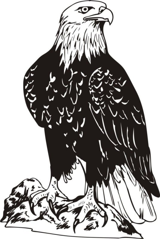 Коршун рисунок