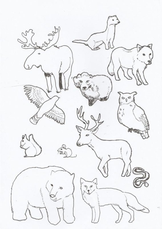Лесные животные раскраска для детей