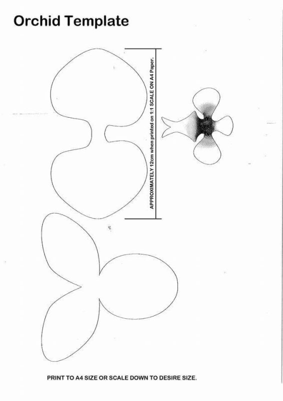 Лекало орхидеи