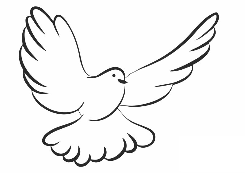 Голубь мира раскраска