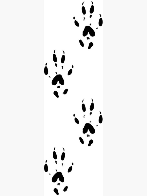 Отпечатки крысиных лап