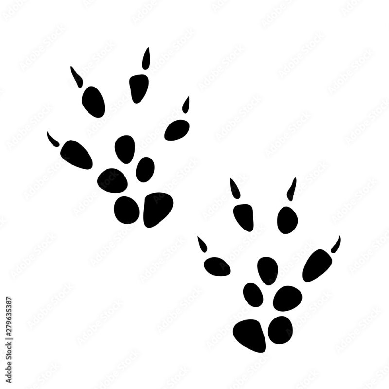 Следы мышки