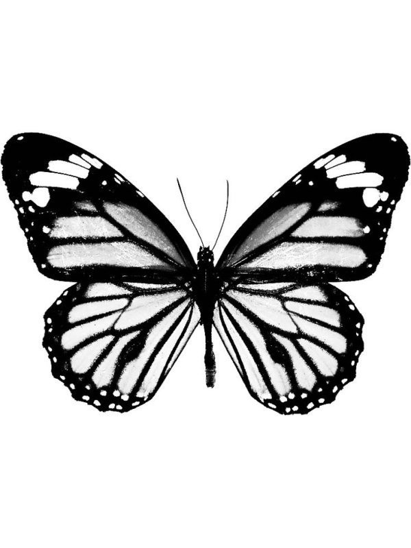 Трафареты бабочки