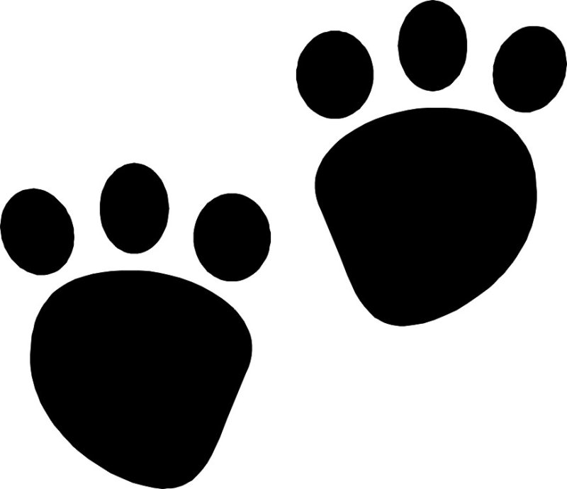 Следы медведя