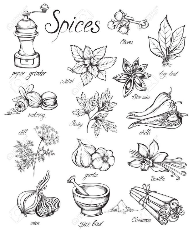 Специи и травы вектор