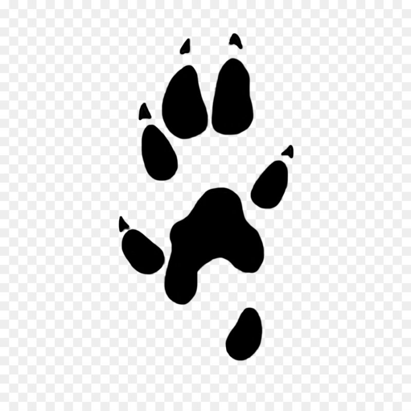 Крысиная лапка отпечаток