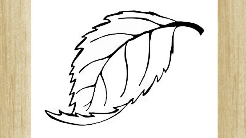 Листья раскраска