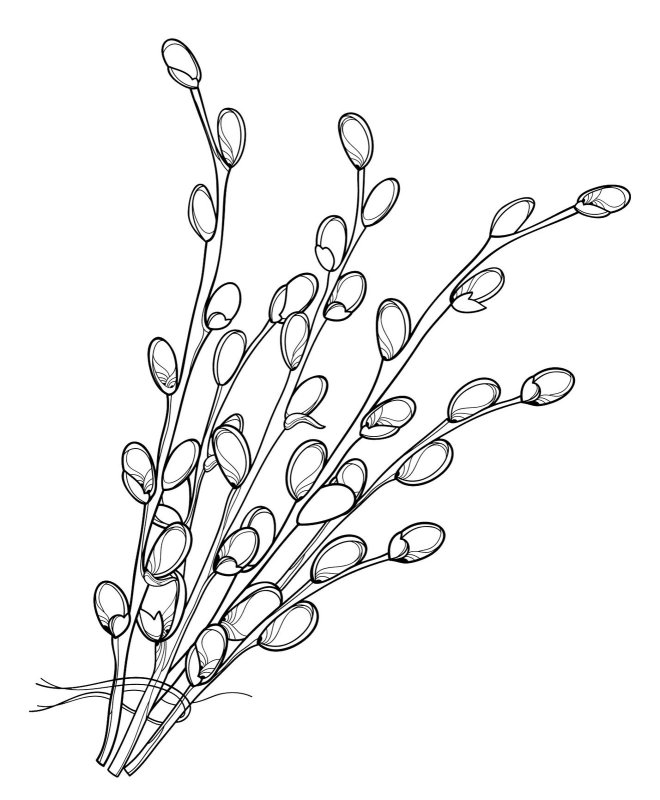 Ветка вербы раскраска для детей