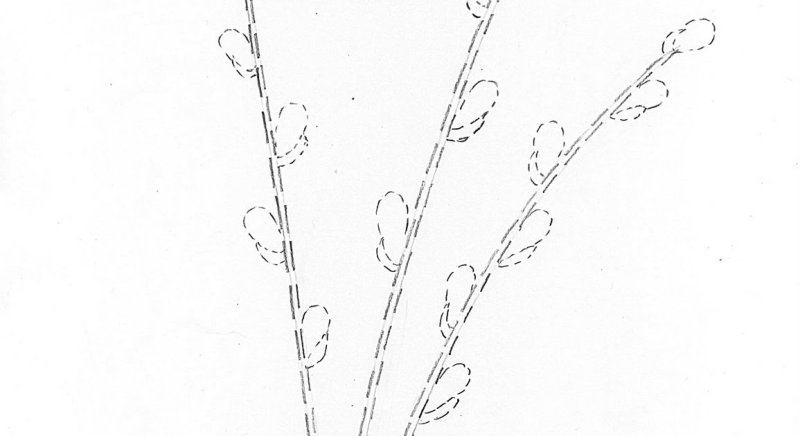 Веточка вербы раскраска