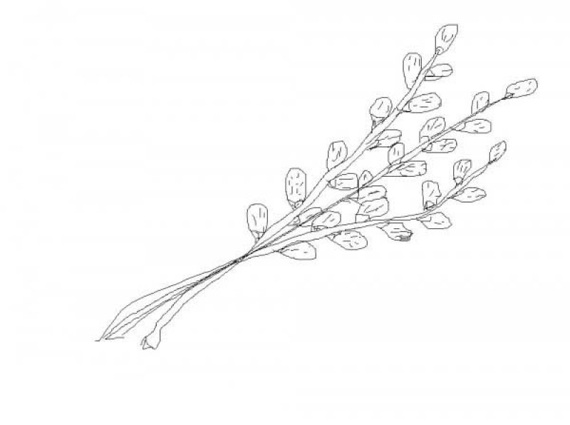 Рисование весенней веточки