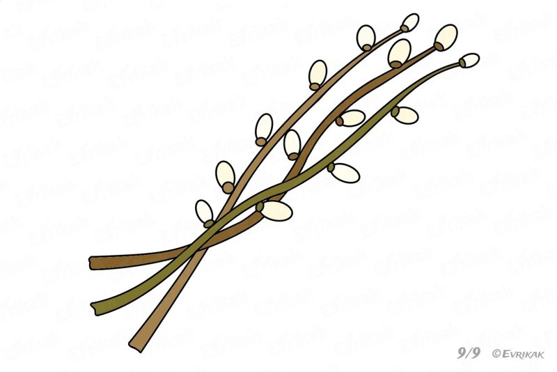 Верба рисунок