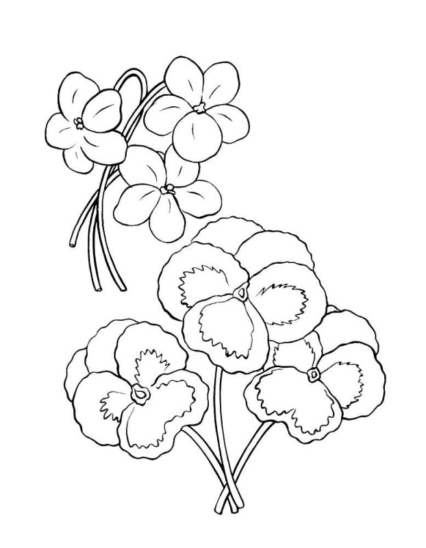 Раскраска цветок фиалка