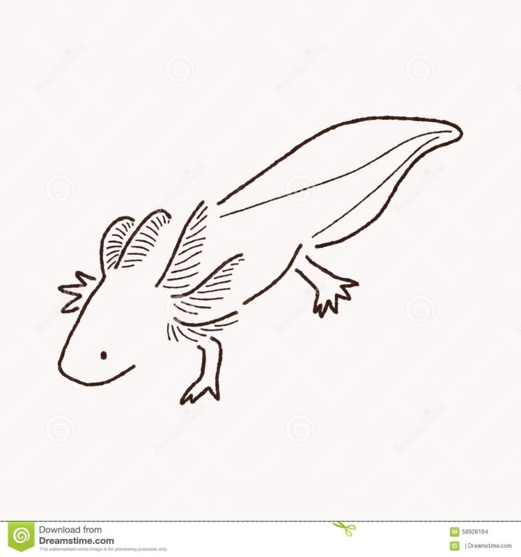 Аксолотль раскраска