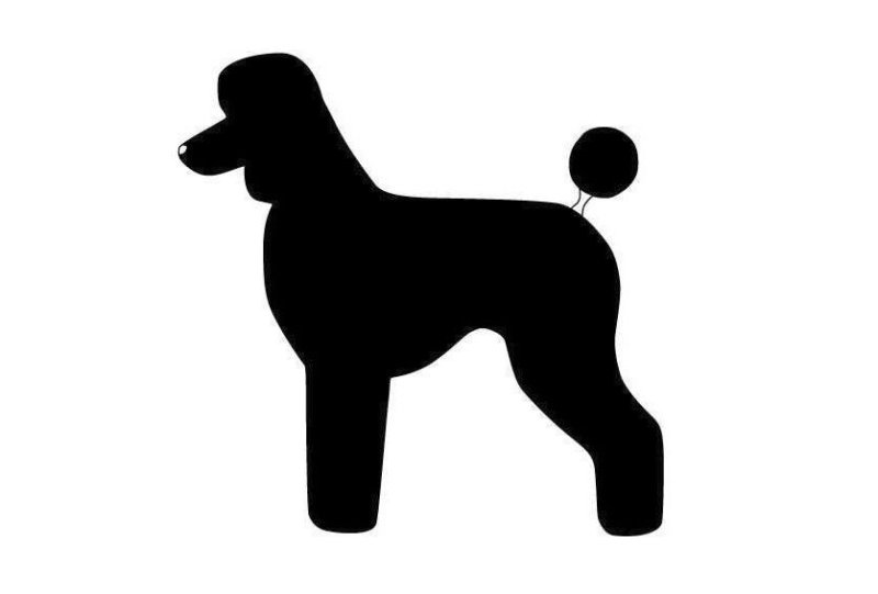 Силуэт морды пуделя