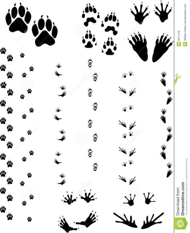 Следы енотовидной собаки