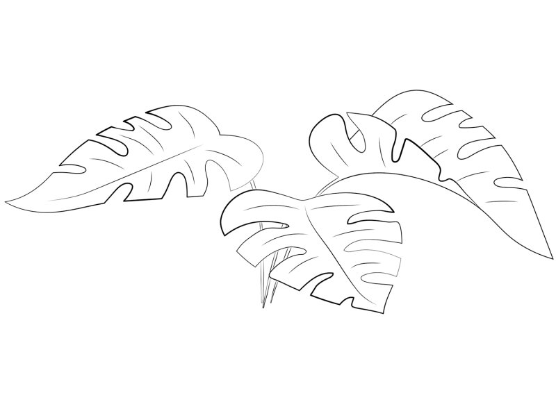 Лист монстеры шаблон