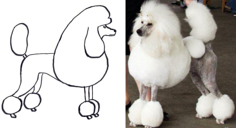 Стрижка пуделя Кеннель